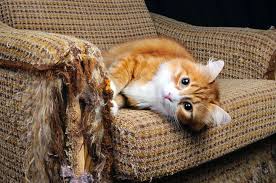 Keep Scratch Happy Cats Off Furniture