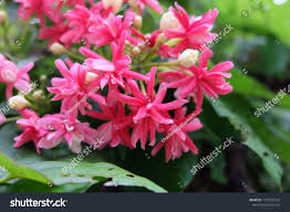 Image result for Cestrum nocturnum