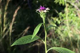 Image result for Vernonia anthelmintica