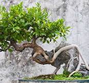 How to Grow a Ginseng Ficus Bonsai | Gardener's Path