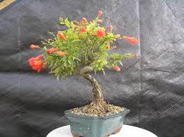 Wee Trees Bonsai Help Forum Advice For All Login Bonsai Tree Bonsai Bonsai Flower