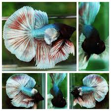 Show Quality Betta Fish Hm Copper Red Dumbo Betta Fish Tank Breeding Betta Fish Betta
