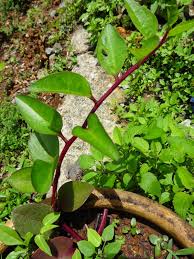 Image result for Basella