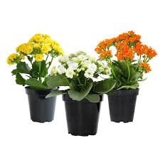 Image result for Kalanchoe blossfeldiana