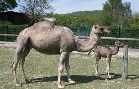 Dromedar spiller opp til magi og dans med konserten human condition på karlsøyfestivalen på blitz. Kamel Dromedar Dromedary Camel