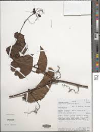 Image result for Cogniauxia