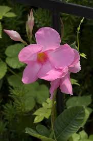 Mandevilla is native to southwestern united states, mexico, central america and south flower colors: Mandevilla Sanderi Alice Dupont Mandevilla Evans Nursery