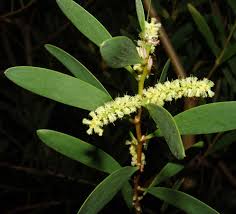 Image result for Acacia montigena