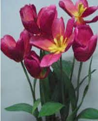 Banyak orang mengira bunga tulip adalah tumbuhan yang berasal dari belanda. Pengertian Gerak Nasti Pada Tumbuhan Jenis Dan Contohnya