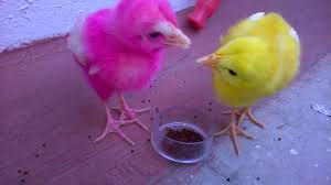 Funny Chicken Videos Cute Chickens Eating Food New Youtube You can place this video on your website by inserting the (x)html code below funny chicken videos cute chickens