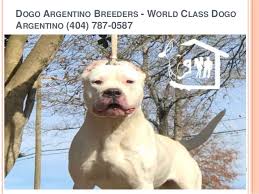 1 male and 2 female dogo argentino puppies remaining for sale, dam on site, 1 year health guarantee (genetic defects), return to breeder clause,. Dogo Argentino Puppies For Sale