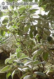 Image result for Barleria albostellata