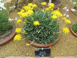 Image result for Hereroa glenensis