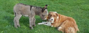 Magical, meaningful items you can't find anywhere else. Sunny G Acres Miniature Donkeys And Micro Mini Donkeys Sunny G Acres