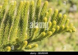 Image result for Araucariaceae