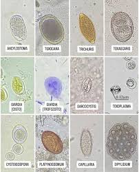 Margaret Terwilliger