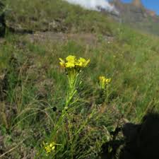 Image result for Bulbine capitata