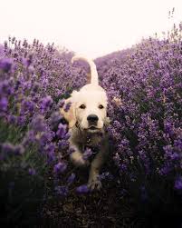Running Through The Lavender Dogs Golden Retriever Cute Animals Puppies