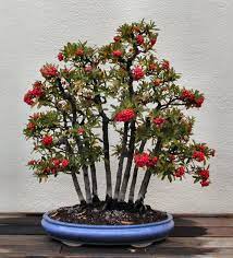 Chinese Pyracantha Crenulata Nepal Firethorn Cay Cối Hoa Hoa đẹp