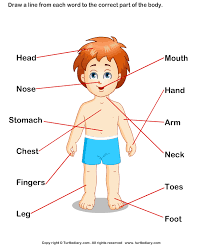 Maybe you would like to learn more about one of these?. Parts Of Human Body Worksheet Turtle Diary