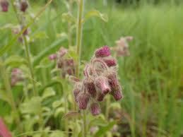 Image result for Blumea axillaris