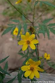 Image result for Bidens steppia