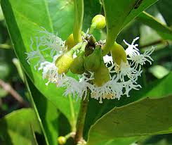 Image result for Cassipourea congoensis