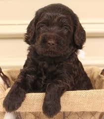 Find a australian labradoodle puppy from reputable breeders near you and nationwide. Price For Legendary Australian Labradoodle Pet Puppy