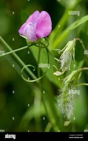 Image result for Lathyrus hirsutus