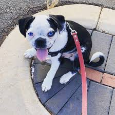 Check spelling or type a new query. Why The Boston Terrier Pug Mix Will Make You Happy K9 Web