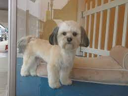Pin On My Work Spaw Pet Grooming Harrison Ohio