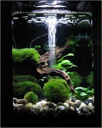 Biorb Fish Tank In 2020 Amazing Aquariums Biorb Fish Tank Fish Tank
