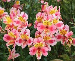 The alstroemeria flower was discovered in 18. Alstroemeria Flower Meaning And Symbolism In Everyday Lives Flower Meanings Alstroemeria Peruvian Lilies