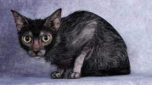 The Rarest Cat Breed In The World Rare Cat Breeds Rare Cats Lykoi Cat