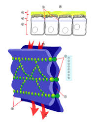 Muscle contraction biomed academy body systems draw and label sarcomere coloring Actin Wikipedia