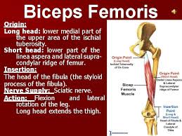 One, which is the long head, arises out of the inner and lower impressions along the back part of the leg. Posterior Compartment Of The Thigh By Dr Vineeta