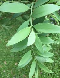 Image result for Nageia