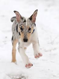 The collie is a large but lithe herder standing anywhere from 22 to 26 inches tall. Smooth Collie Blue Merle Puppy Collie Puppies Smooth Collie Blue Merle Collie