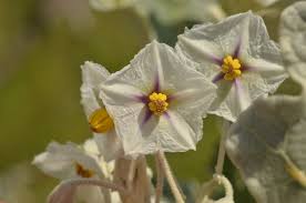 Image result for Solanum cyaneopurpureum