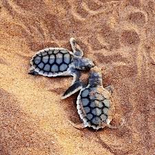 Pin By Katie Manship On Ocean Baby Animals Super Cute Cute Animals Cute Animal Photos