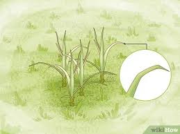 Herbisida gramoxone 276 sl merupakan pestisida pembasmi gulma paling kuat yang bekerja secara kontak dan berbentuk larutan dengan warna hij. 4 Cara Untuk Membasmi Rumput Teki Ladang Wikihow