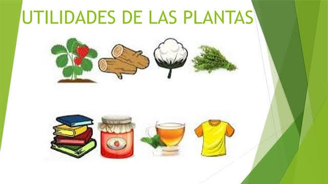 UTILIDADES DE LAS PLANTAS NNJKKGKFLLLLLLLLLLLLLLB | PPTX