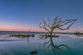 The Candelabra Tree Still Stands After 2017 Hurricane Irma