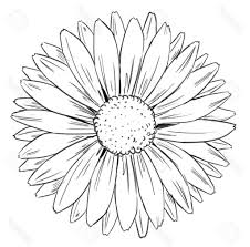 Picture Drawing Sunflower Line Drawing Sunflower Drawing Sunflower Sketches Flower Drawing How to draw a beautiful sunflower. picture drawing sunflower line drawing
