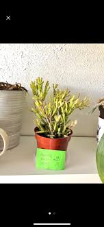 Check spelling or type a new query. Care For Dancing Bones Cactusenthusiasts