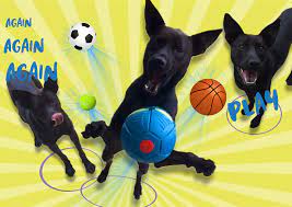 i dog pretty love 黑豆豆 dogs pretty
