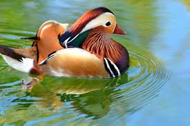 Mandarin Wood Duck Wood Ducks Pet Birds Beautiful Birds