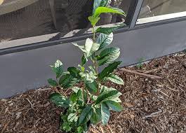 Maybe you would like to learn more about one of these? Grow A Tea Garden In Florida How To Tea Recipes