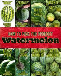 We did not find results for: The Stay At Home Chef Use This Handy Chart The Next Time You Plan On Buying A Watermelon You Won T Regret It Facebook