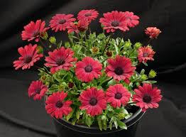 Image result for foto Osteospermum